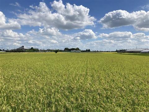 BASF、NEWGREEN、ヤマタネの3社、脱炭素・低環境負荷米の生産・流通と付加価値の創出に向け、戦略的提携の協議を開始